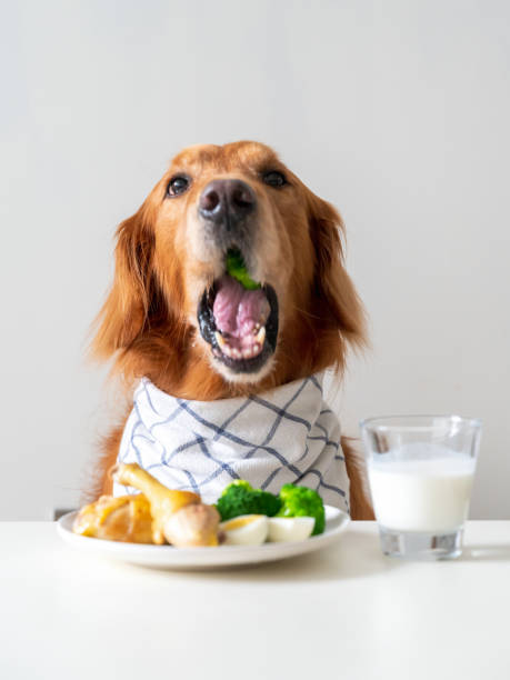 istock golden retriever dog eating at table 1400572122