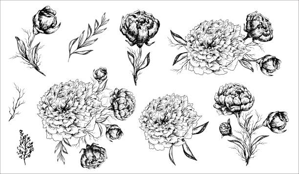 istock modern flowers, in monochrome. a branch of a peony. hand-drawn bouquets in a realistic style. isolated element for print, banner, invitation, postcard. art vintage style. vector illustration 1400572999