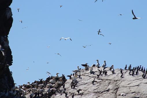Seabirds on rocks at Troup Head