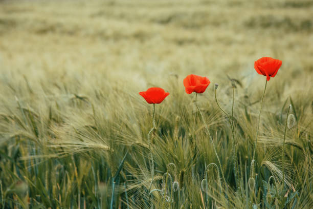 istock Poppy flowers growing wild in the meadow 1400573493
