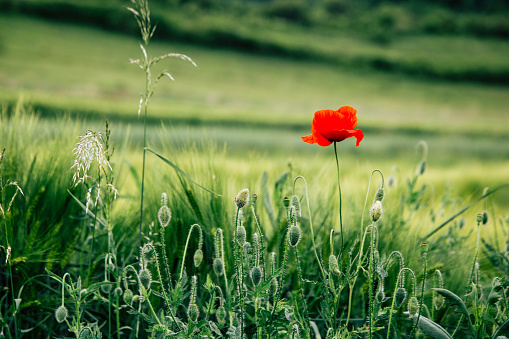 Color image depicting red poppies growing wild in the meadow.