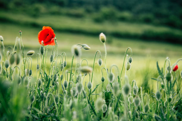 초원에서 야생으로 자라는 양귀비 꽃 - poppy field remembrance day flower 뉴스 사진 이미지