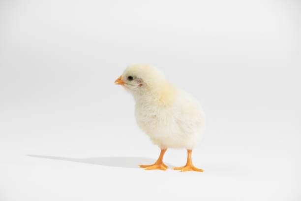 istock Cute little yellow baby chicken isolated on white background 1400573629