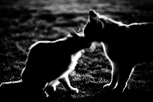 Image of a cat in the darkness of the night ,Monochrome