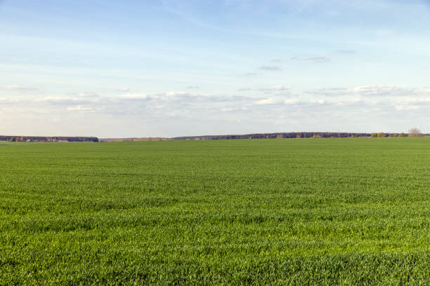 agricultural field where green unripe wheat grows, a large amount of cereal wheat for grain harvest