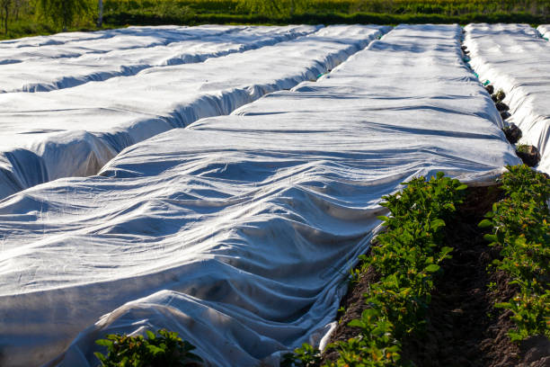 istock primitive ways to create a greenhouse in the field 1400575659