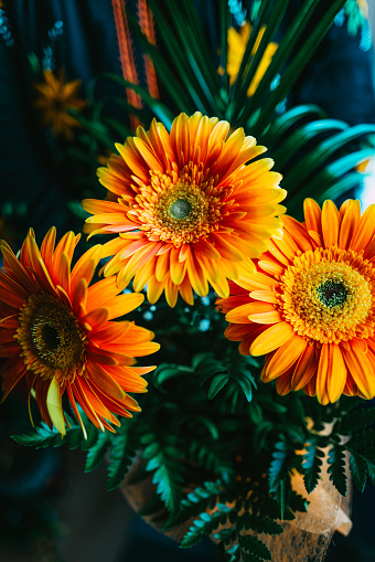 Close up color image depicting a woman holding a bouquet of orange gerbera daisy flowers.