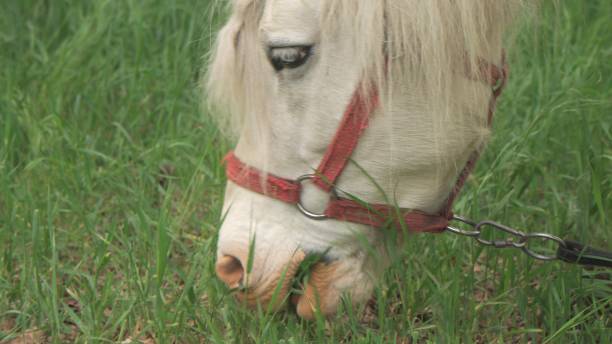 A close up shot of Icelandice horses on a rural farm in the southern region of Iceland
