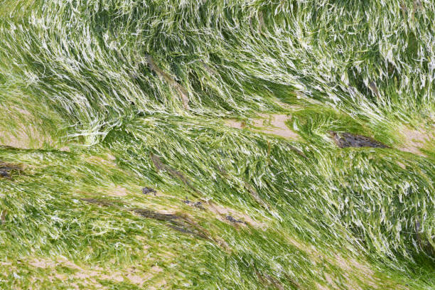 istock Seaweed on a boulder at Whipsiderry Beach Newquay 1400576939