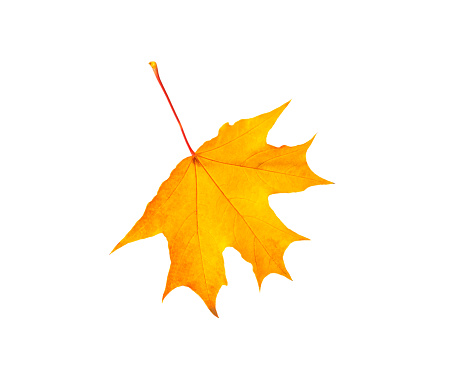 autumn orange maple leaf isolated