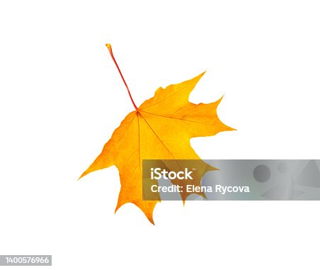 istock autumn orange maple leaf isolated on white 1400576966