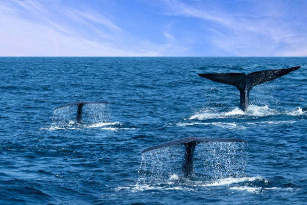 Whale tails in ocean water, Sri Lanka Whale tails in ocean water, Sri Lanka blue whale tail stock pictures, royalty-free photos & images