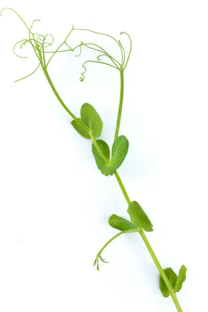 young pea plant grown as micro green, isolated on white