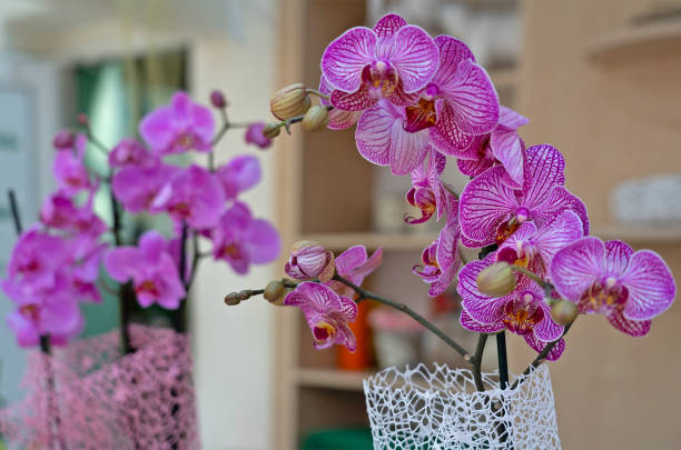 istock Orchid purple flowers in room interior 1400578801