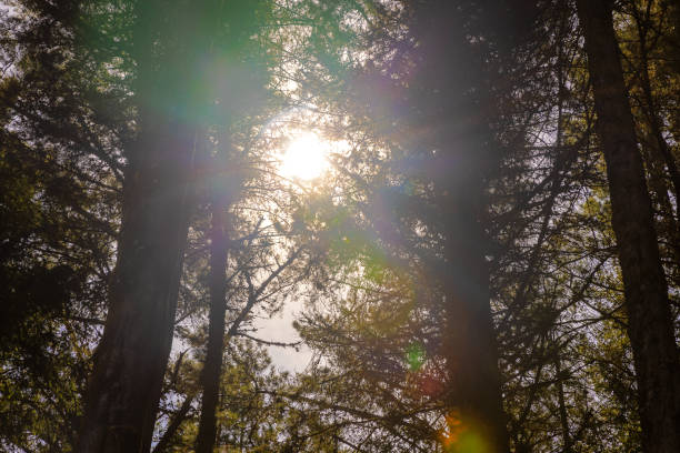 Big pine trees seen from below with sun.