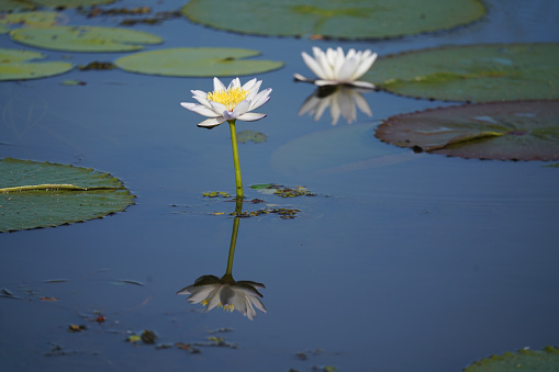 White water lily or Nymphaea in a pond