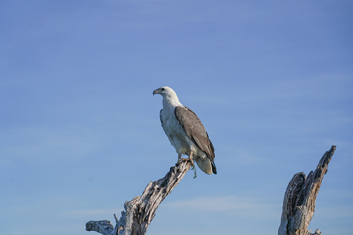A white bellied sea eagle perched on a branch
