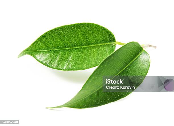 Fresh Growth Stock Photo - Download Image Now - Close-up, Cut Out, Growth