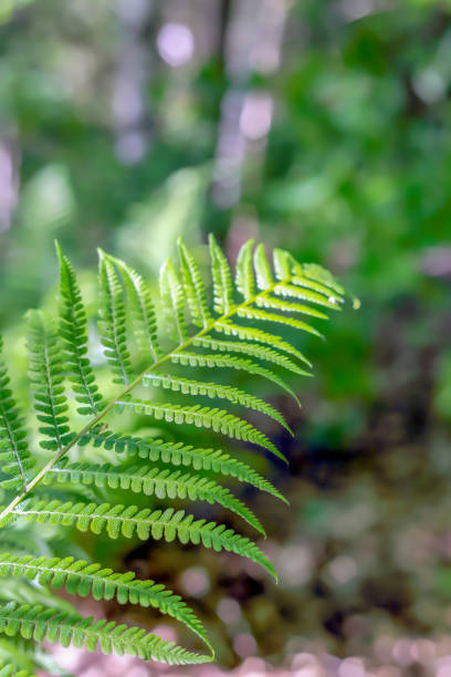 istock Green fern leaf in the forest 1400579413