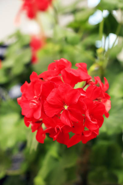istock Red geranium flowers on a blurry green background 1400579426