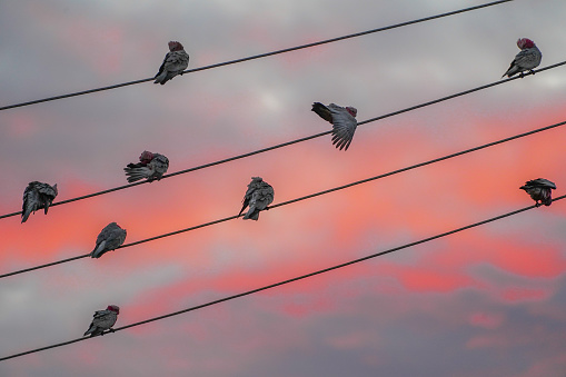 Pink and grey galahs sitting on a power line with the pink sunrise behind them