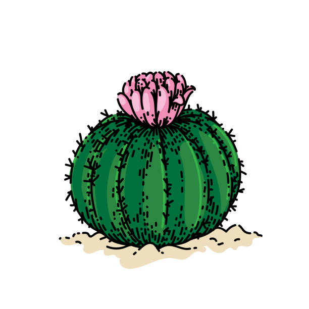 ilustrações de stock, clip art, desenhos animados e ícones de cactus flower sketch hand drawn vector - arizona prickly pear cactus hedgehog cactus cactus