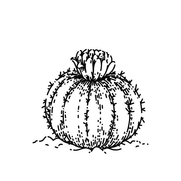 ilustrações de stock, clip art, desenhos animados e ícones de cactus flower sketch hand drawn vector - arizona prickly pear cactus hedgehog cactus cactus