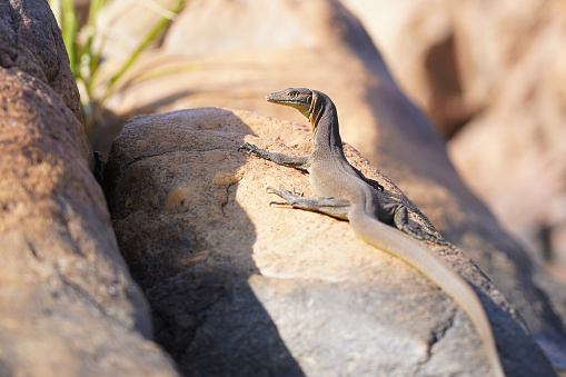 A water monitor on the rocks