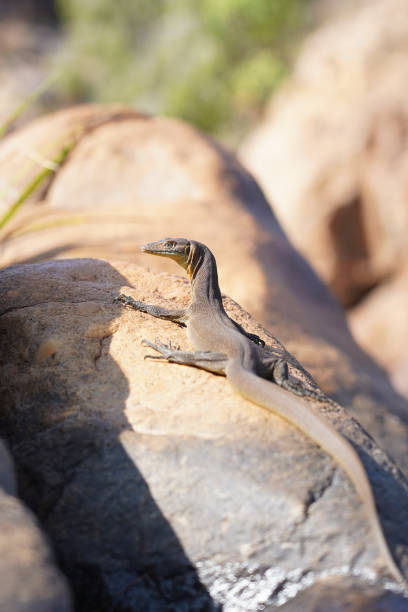 A water monitor perched on a rock