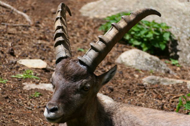 60+ Les Angles Foto stock, immagini e fotografie royaltyfree iStock