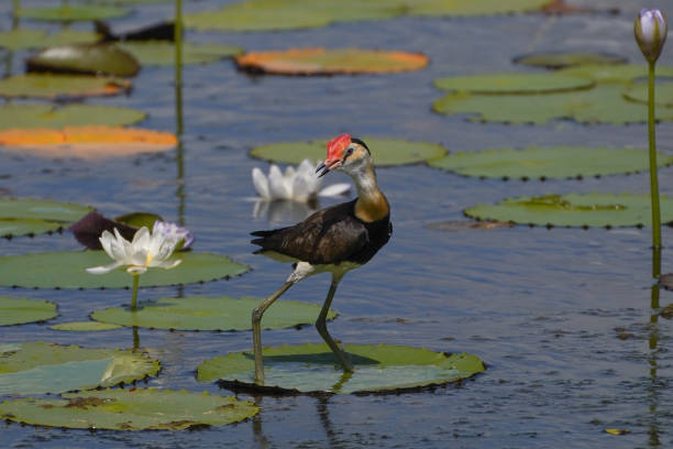 istock A jacana bird framed by lilly pads 1400582706