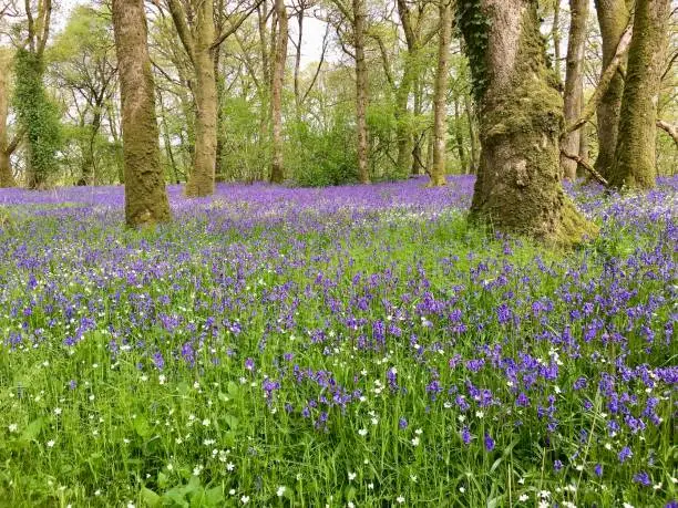 May 8th 2022, near Dunscore, Dumfries, Dumfriesshire, Scotland, UK.

This bluebell wood by the roadside is particularly beautiful at this time of year, with the bluebells and other forest flowers in full bloom.

The bluebells are carpeting the forest floor with their beauty in this picture.