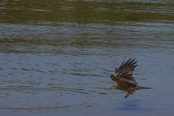istock A black kite flying over the water 1400583343