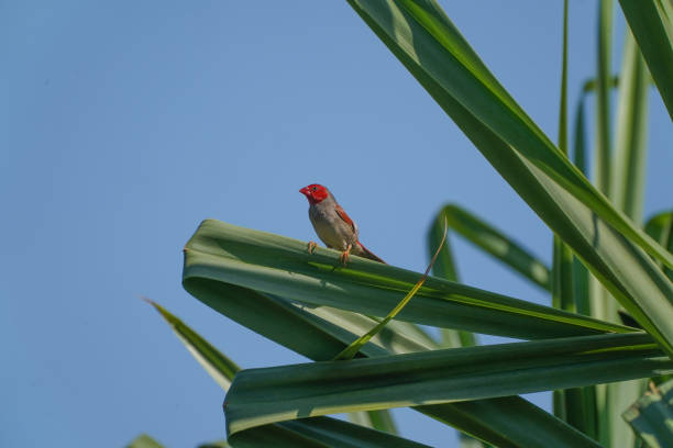 istock A crimson finch perched on a leaf 1400583483