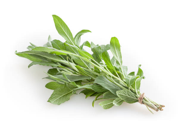 istock Fresh bunch of sage isolated on white background 1400583674