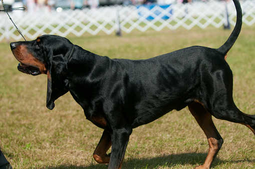 Black and Tan Coonhound competing in conformation event in NY