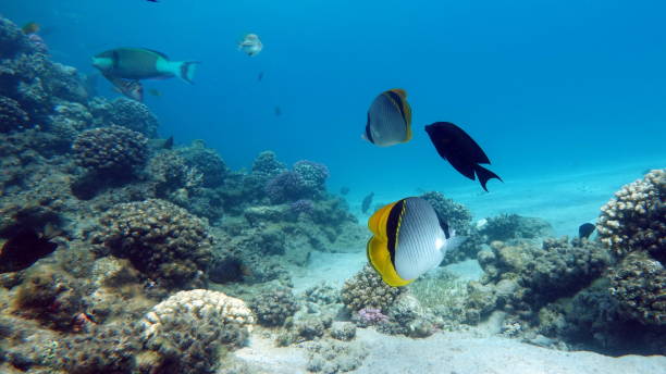 istock Beautiful fish on the Red Sea reef. 1400585525