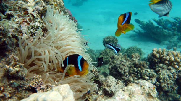 istock Clown fish amphiprion . 1400585534