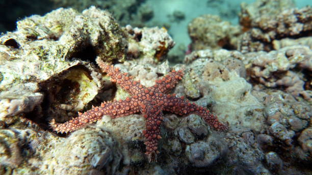 istock Starfish - Asteroidea Acantas - Acanthasteridae Crown of thorns. 1400585644