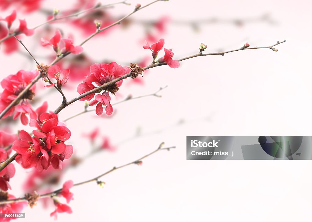 Cherry Blossoms Beautiful pink cherry blossoms over white background Beauty In Nature Stock Photo