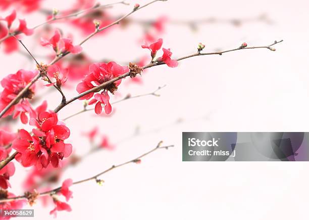 Cherry Blossoms Stock Photo - Download Image Now - Beauty In Nature, Blossom, Border - Frame