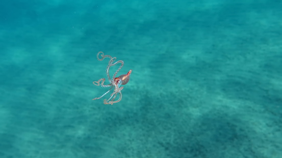 Big Blue Octopus (Octopus cyanea)\nOctopus. Big Blue Octopus on the Red Sea Reefs.