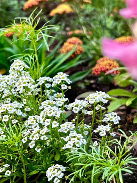 istock Flower Garden in Spring with Alyssum 1400589126