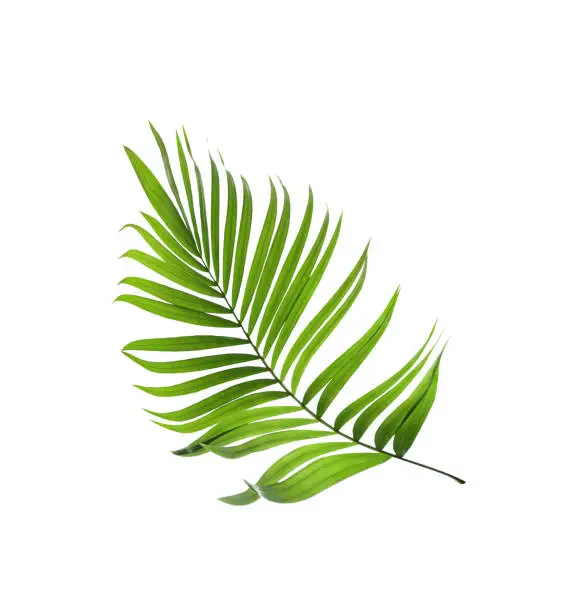Photo of Green leaf of palm tree isolated on white background