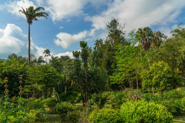 istock Sri Lanka green tea fields plantations, Nuwara Eliya 1400590852