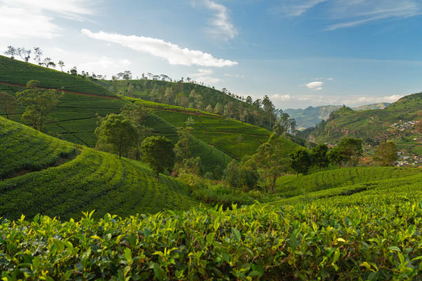 istock Sri Lanka green tea fields plantations, Nuwara Eliya 1400590874