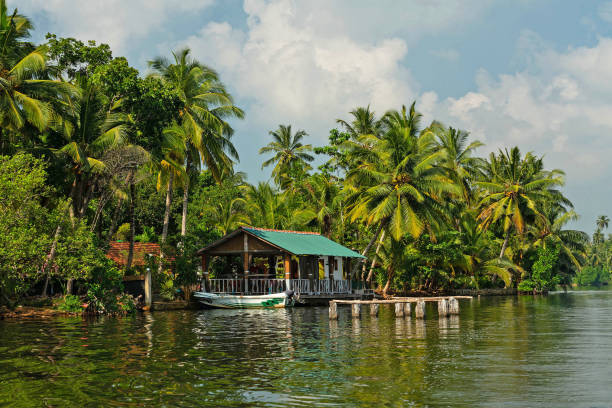 sri lanka, grüne palmen am koggala-see, blick auf die dorflandschaft - sri lanka fotos stock-fotos und bilder