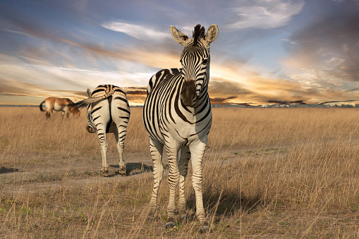 Zebras (Hippotigris) at Serengeti national park, Tanzania. Wildlife photo