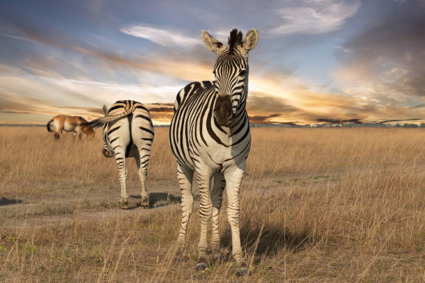 Zebra animals on the grass steppe, autumn sunset landscape. stock photo