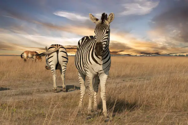 Zebra animals on the grass steppe, autumn sunset landscape.